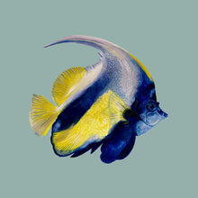 Load image into Gallery viewer, Angel Fish Giclée Print
