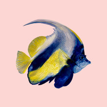 Load image into Gallery viewer, Angel Fish Giclée Print