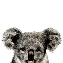 Load image into Gallery viewer, Koala Giclée Print
