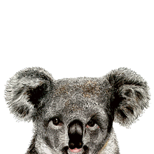Load image into Gallery viewer, Koala Giclée Print