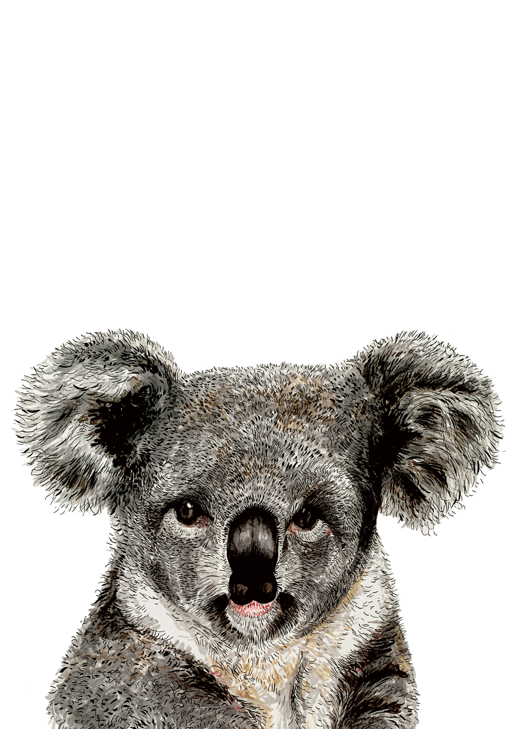 Koala Giclée Print