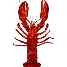 Load image into Gallery viewer, Lobster Giclée Print