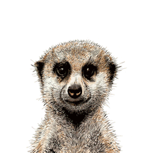 Load image into Gallery viewer, Meerkat Giclée Print