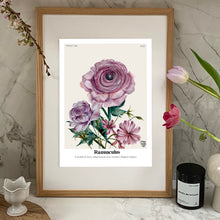 Load image into Gallery viewer, The Language of Flowers Ranunculus Giclée Print