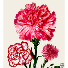 Load image into Gallery viewer, The Language of Flowers Carnation Giclée Print