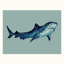 Load image into Gallery viewer, Tiger Shark Giclée Print