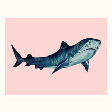 Load image into Gallery viewer, Tiger Shark Giclée Print