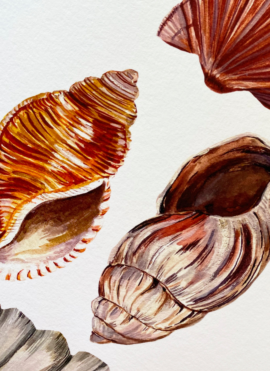 Shell Giclée Print