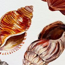Load image into Gallery viewer, Shell Giclée Print