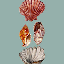 Load image into Gallery viewer, Shell Giclée Print