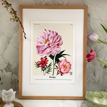Load image into Gallery viewer, The Language of Flowers Peonies Giclée Print
