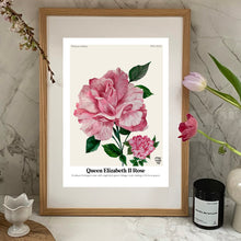Load image into Gallery viewer, The Language of Flowers Queen Elizabeth Rose Giclée Print