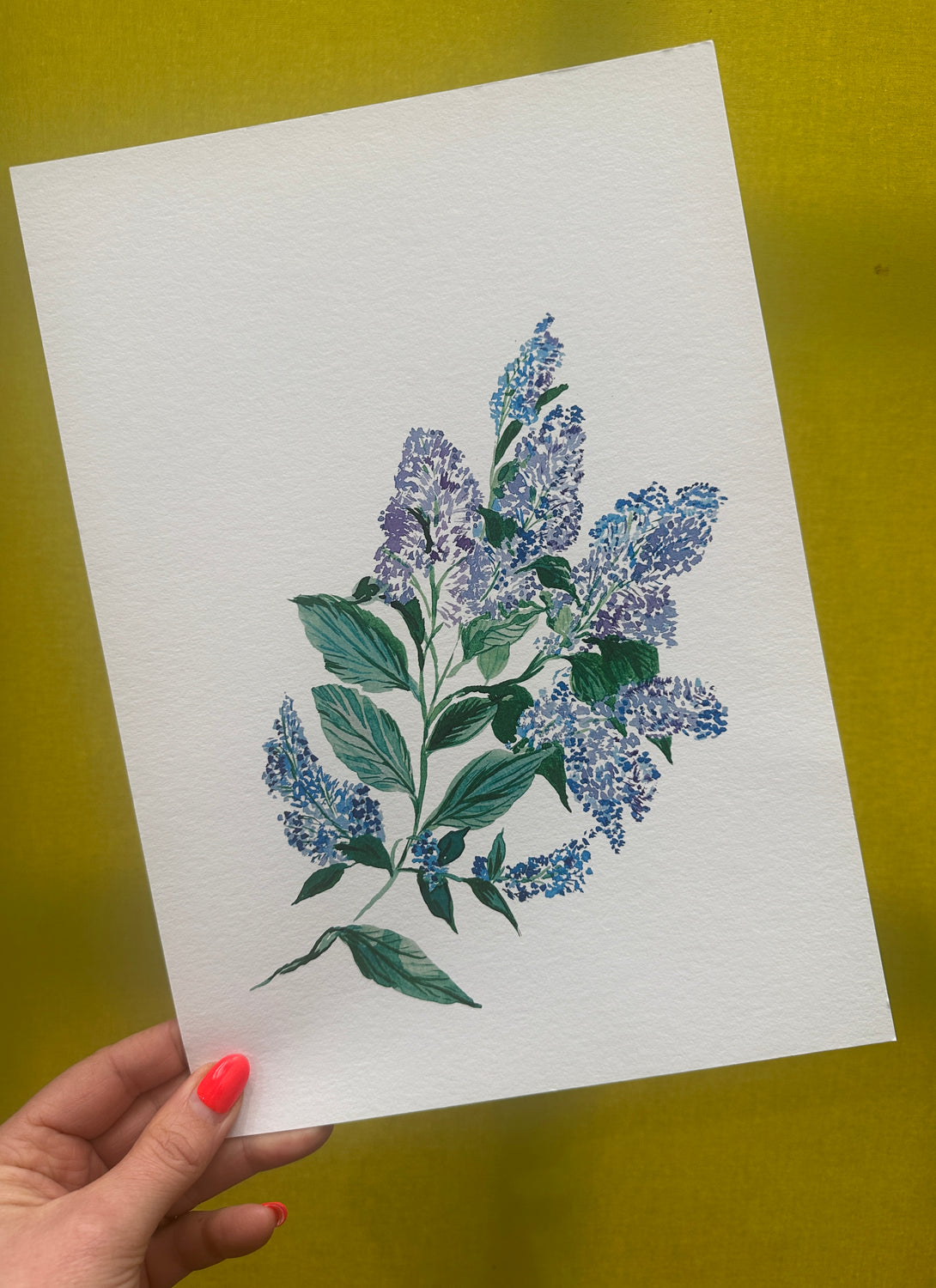 Californian Lilac Print