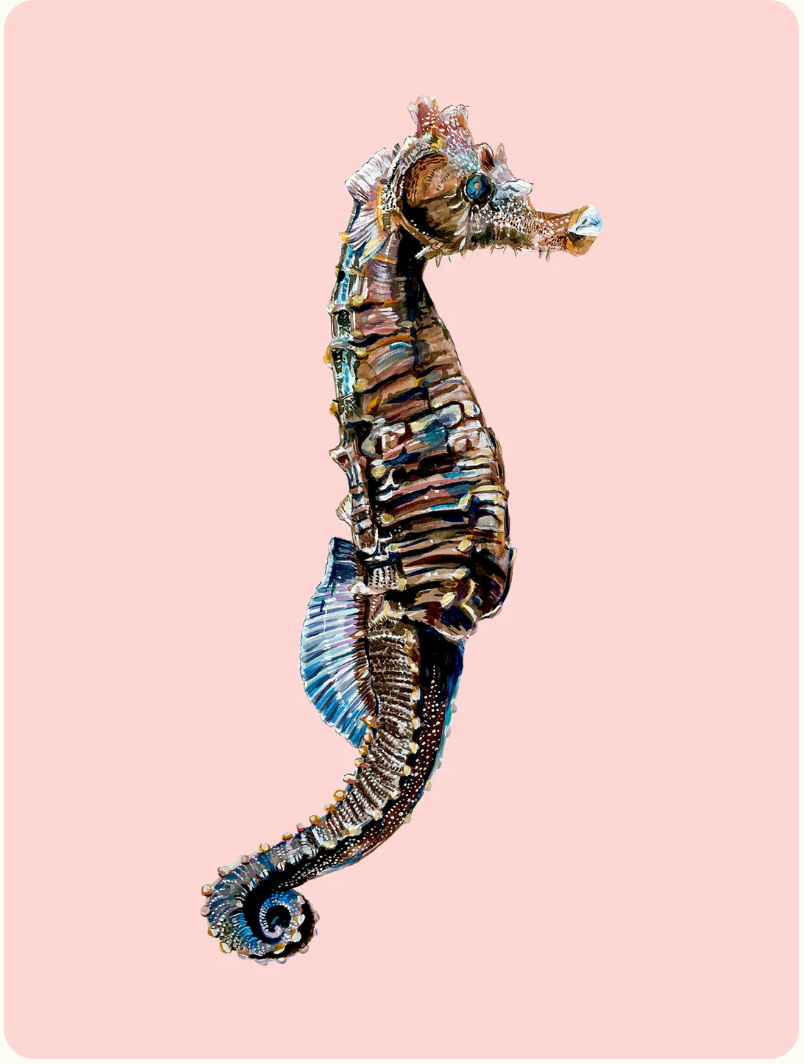 A4 Seahorse on pink Print