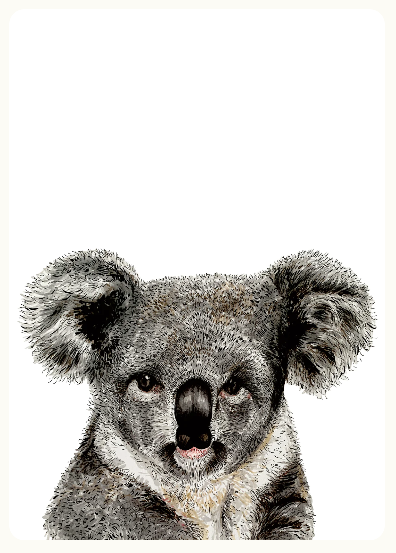A4 Koala on White Print