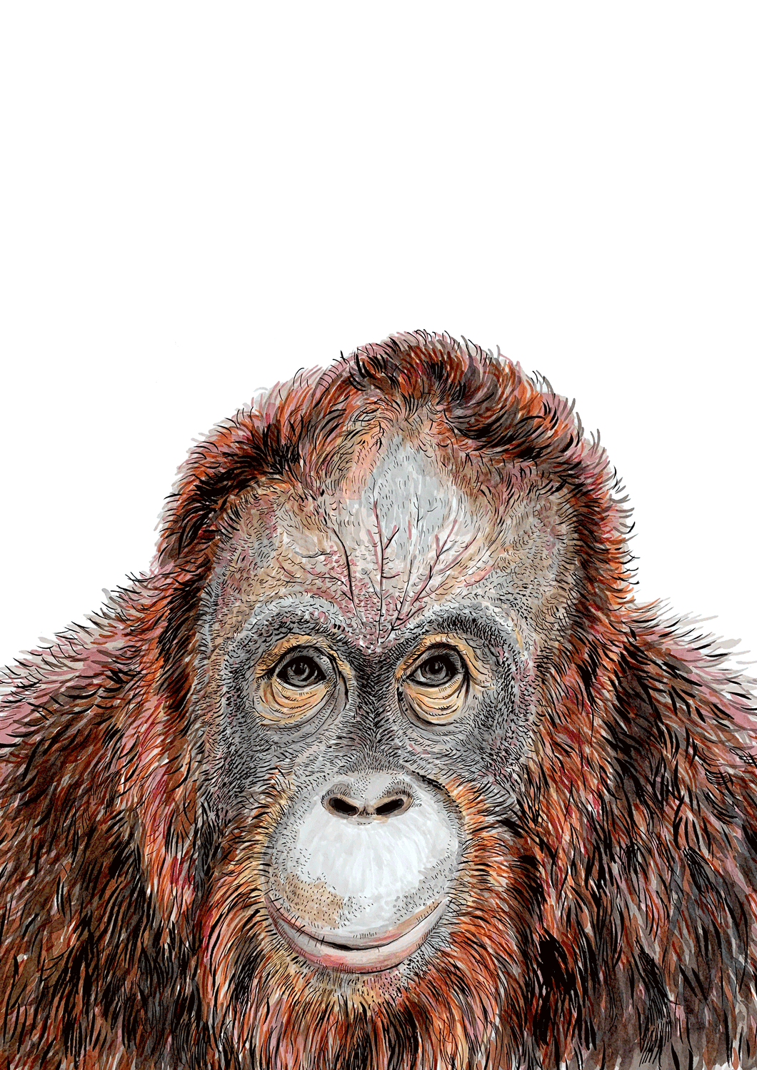 Orangutan Giclée Print