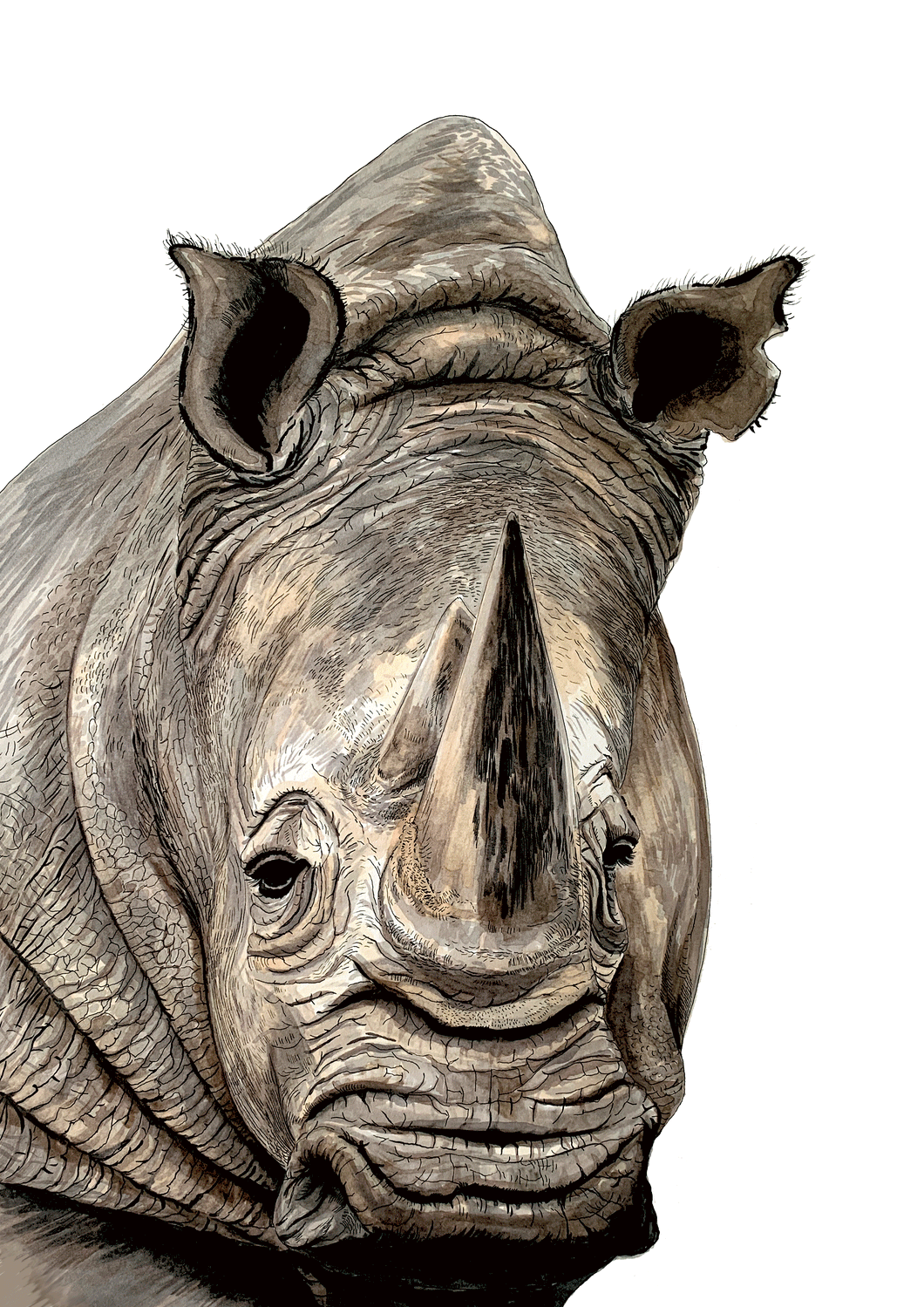 Rhino Giclée Print