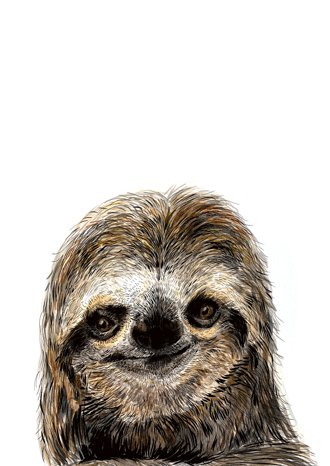 Sloth Giclee Print