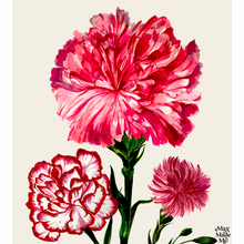 Load image into Gallery viewer, The Language of Flowers Carnation Giclée Print
