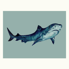 Load image into Gallery viewer, Tiger Shark Giclée Print
