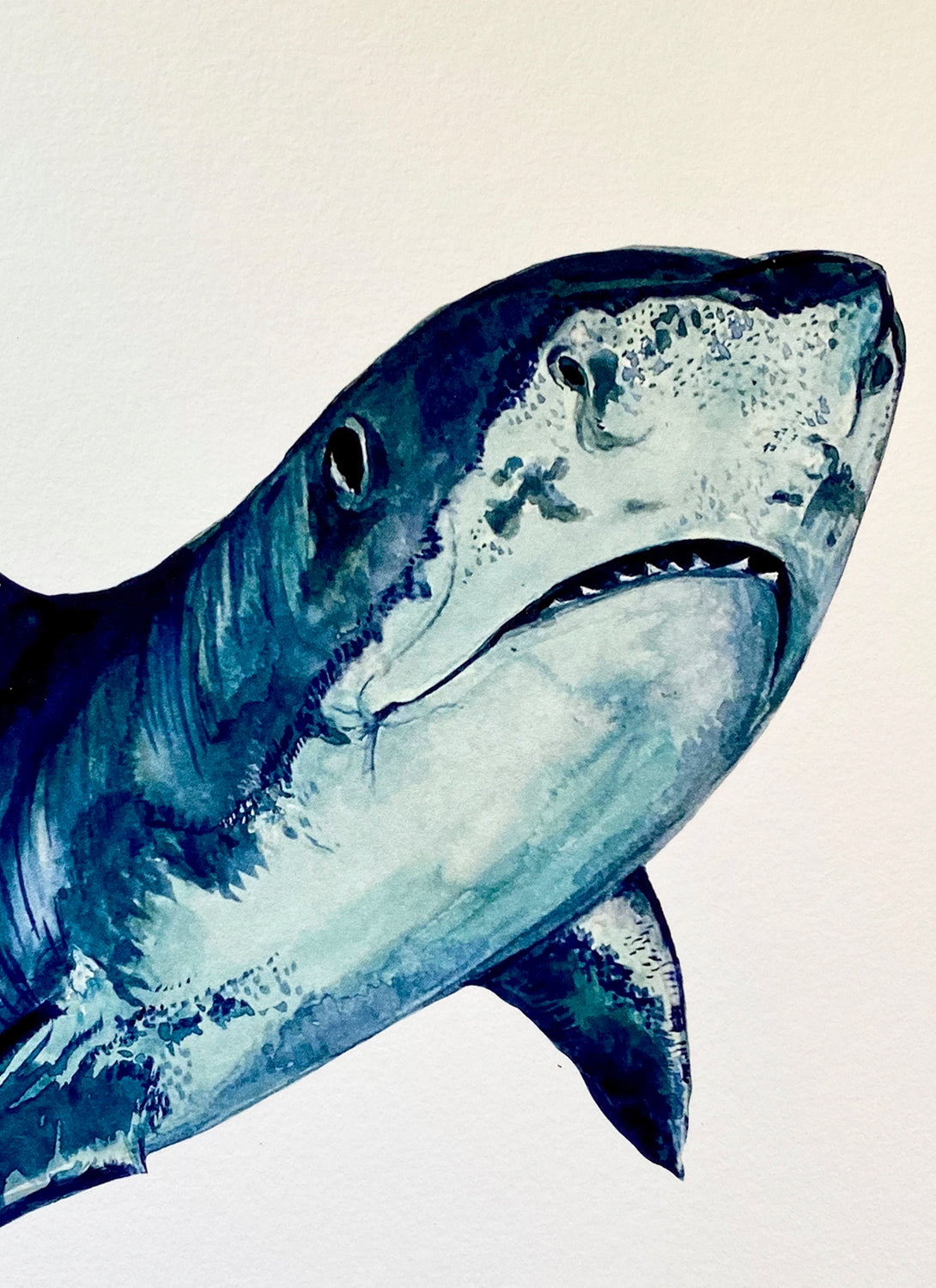 Tiger Shark Giclée Print