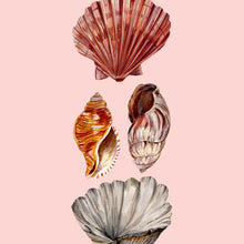 Load image into Gallery viewer, Shell Giclée Print
