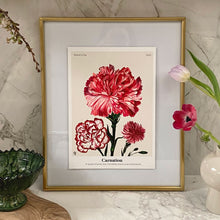 Load image into Gallery viewer, The Language of Flowers Carnation Giclée Print
