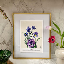 Load image into Gallery viewer, The Language of Flowers Pansy Giclée Print
