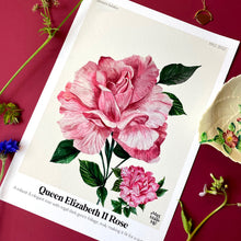 Load image into Gallery viewer, The Language of Flowers Queen Elizabeth Rose Giclée Print
